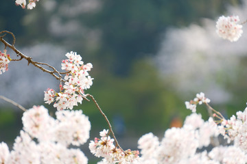 橿原神宮の桜