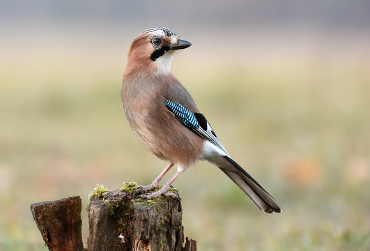 Eurasian Jay (Garrulus glandarius)