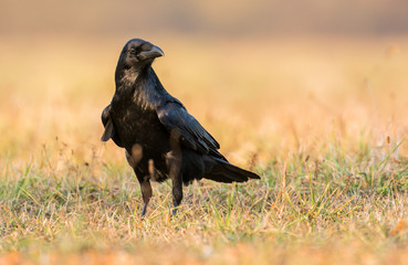 Raven (Corvus corax)