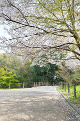橿原神宮の遊歩道と桜