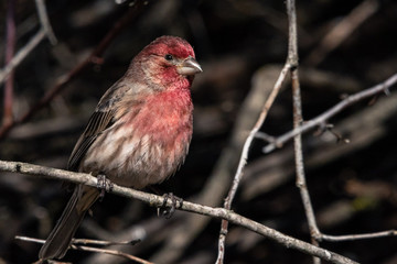 House Finch perched on a twig