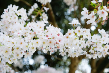 Fototapeta premium 橿原神宮の桜