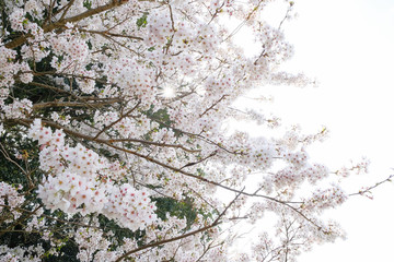 橿原神宮の桜