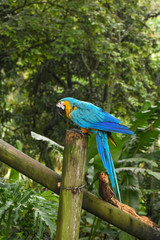 Guacamayo azul y amarillo