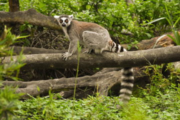 Lémur