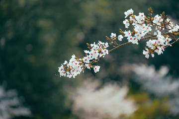 橿原神宮の桜