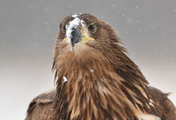 White tailed eagle (Haliaeetus albicilla)
