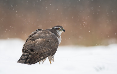 Northern goshawk (Accipiter gentilis)