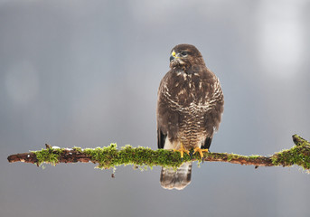 Common buzzard (Buteo buteo)