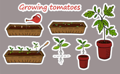 Set of stickers elements of the sequence diagram of the cultivation of tomatoes. Vector