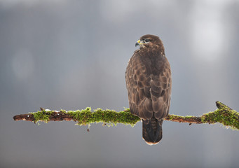Common buzzard (Buteo buteo)
