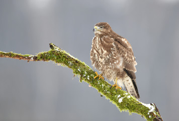 Common buzzard (Buteo buteo)