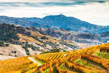 Alexander Valley Autumn - Amber vineyards paint the sides of the Alexander Valley, with Mount St. Helena in the background. Sonoma County, California, USA