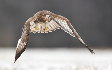 Common buzzard (Buteo buteo)