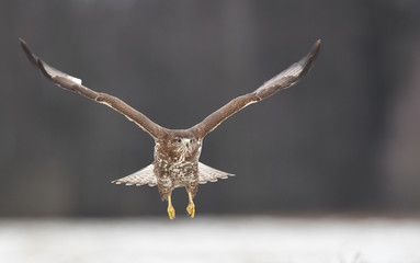 Common buzzard (Buteo buteo)