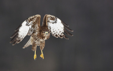 Common buzzard (Buteo buteo)