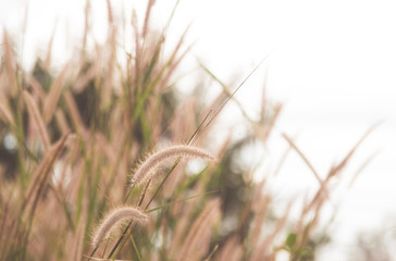 Grass flowers with soft light morning background