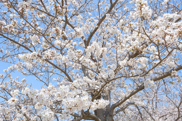 桜の花