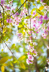 Lagerstroemia loudonii flower tree with soft light morning style 