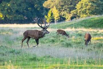 Red Deer Stags (Cervus elaphus)
