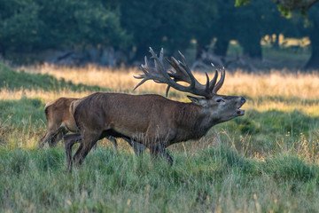 Red Deer Stags (Cervus elaphus)