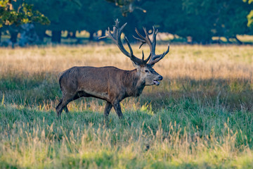 Red Deer Stags (Cervus elaphus)