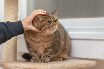 Young cat Scottish Straight lying on claw sharpener.Hand of person stroking head of cute cat.
