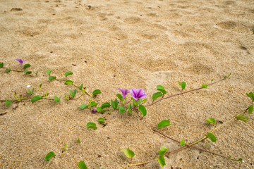 Plants on the sands of Egypt's red sea