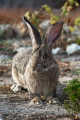 Portrait of a big beautiful rabbit in the yard