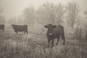 Walking the cows in the autumn time in a foggy forest