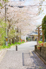 桜の咲く散歩道