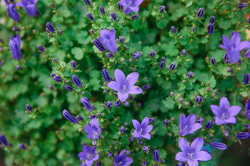 Blue or violet flowers bells in stone pot. Campanula blossom close up.