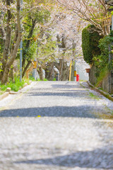 桜の咲く散歩道