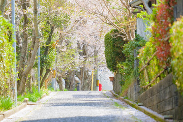 桜の咲く散歩道