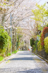 桜の咲く散歩道