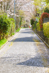 桜の咲く散歩道
