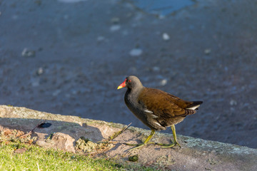 Bird on grass