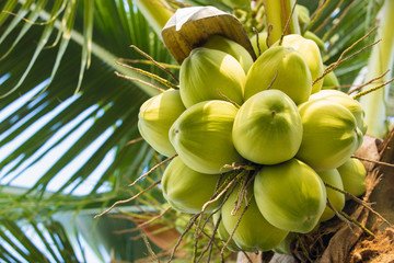 Fresh coconut on the tree,Many fresh coconuts
