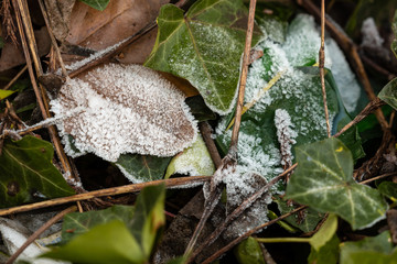 Frozen leaves in winter