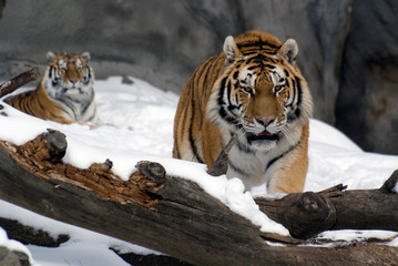 Tigers