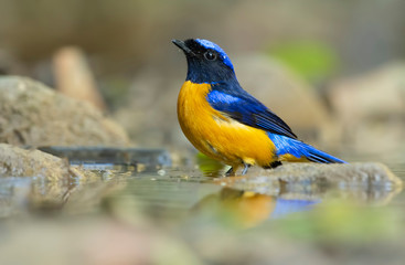 Rufous-bellied niltava