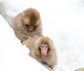 Snow Monkeys Lazing Around