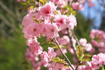 Obraz premium さくら