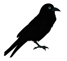 Raven