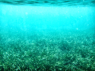 Fototapeta na wymiar Nice green algae in water of sea