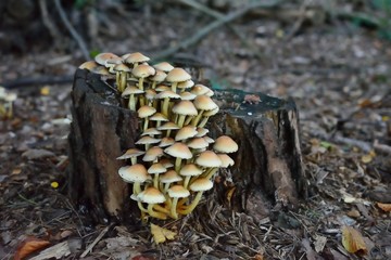 Pilze auf Baumstumpf