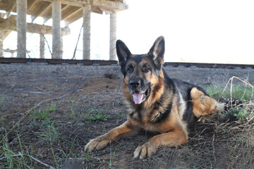 Dog German Shepherd under bridge outdoors in spring