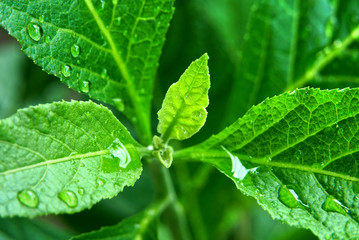 Drops of water on the leaves