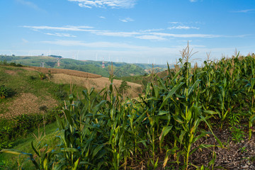 Corn farmland