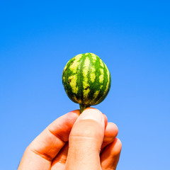 A small watermelon in the hand against the blue sky.